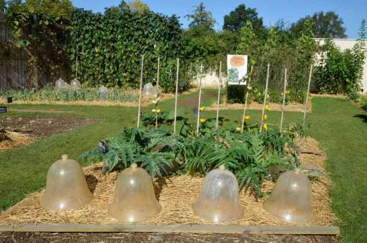 Inexpensive Garden Cloche Options
